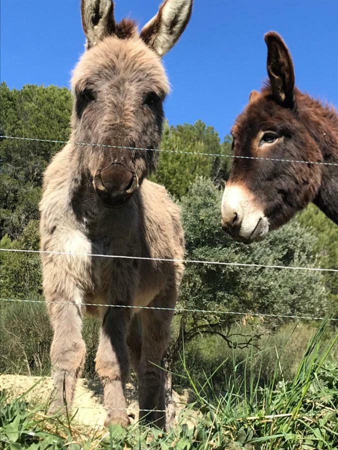 Bastide Bellugue Maison D'Hotes Reseau Bienvenue A La Ferme A 3 Minutes De Lourmarin Cadenet Eksteriør bilde